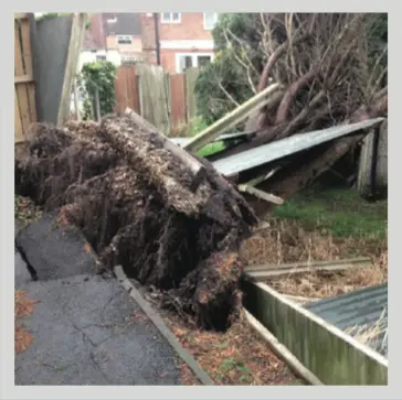 arborist-work